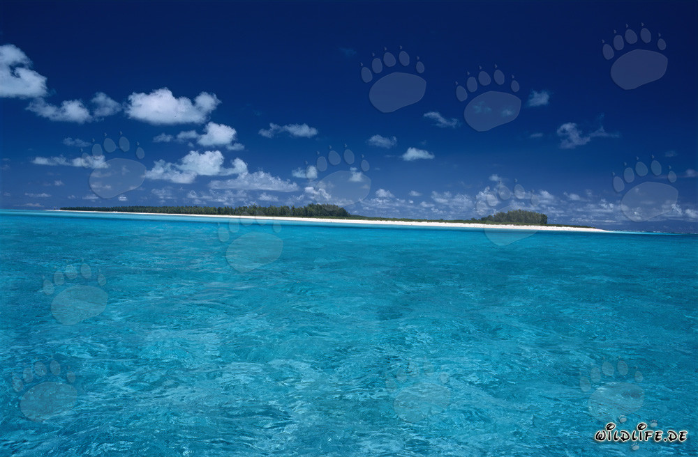 Idylle des mers du Sud - Fascinant atoll de Midway dans le Pacifique