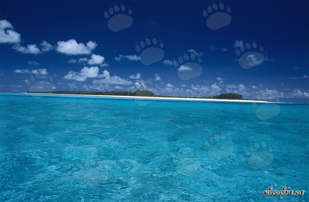 South Seas Idyll - Fascinating Midway Atoll in the Pacific