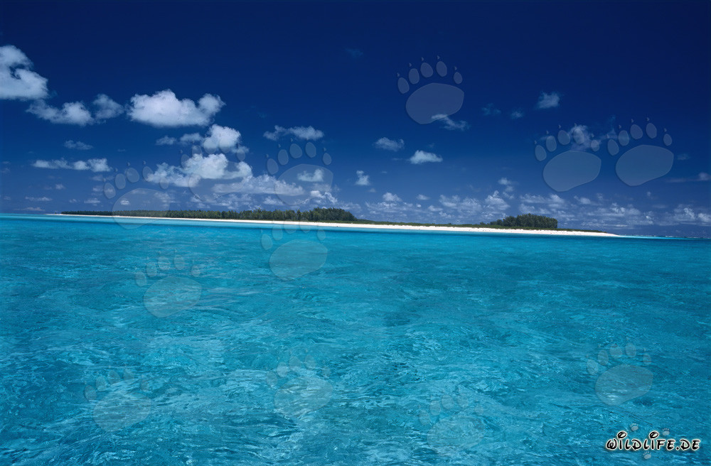 Südsee Idylle - Faszinierendes Midway Atoll im Pazifik