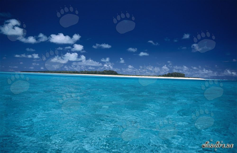 Laguna idílica en Midway Atoll en el Pacífico Sur