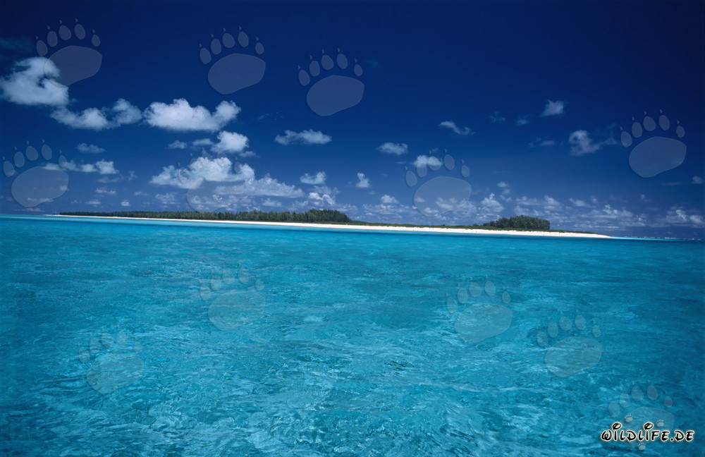 Laguna idilliaca a Midway Atoll nel Pacifico del Sud