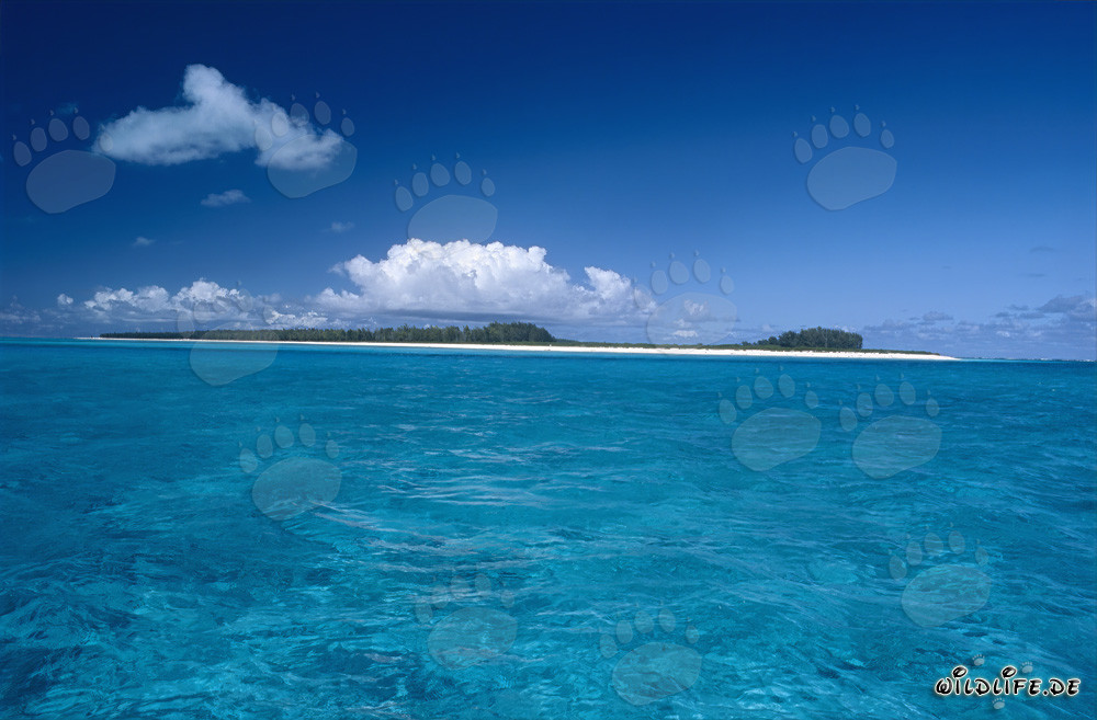 Île idyllique dans le Pacifique avec lagune turquoise et plage de sable blanc