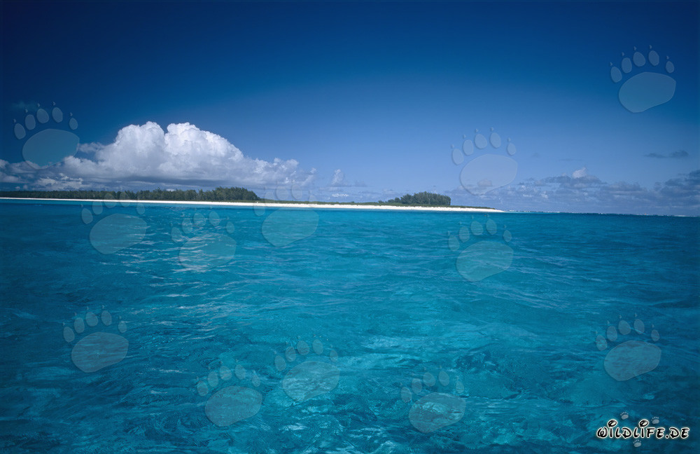Türkisblaue Lagune im Pazifik vor Midway Atoll