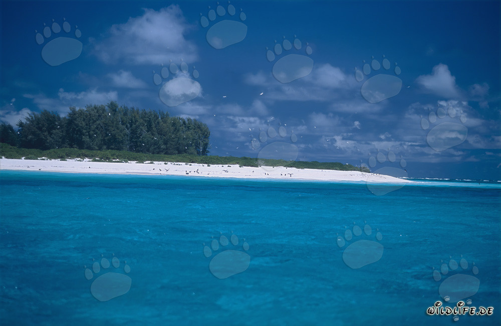 Lagon turquoise sur l'île de Midway