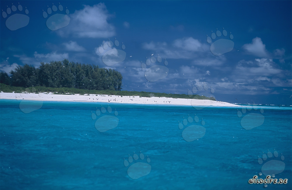 Laguna turchese sull'isola di Midway