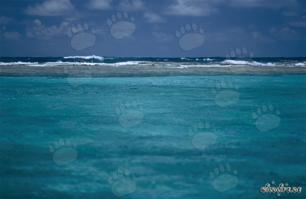 Laguna turquesa con vistas al mar abierto en Midway Atoll