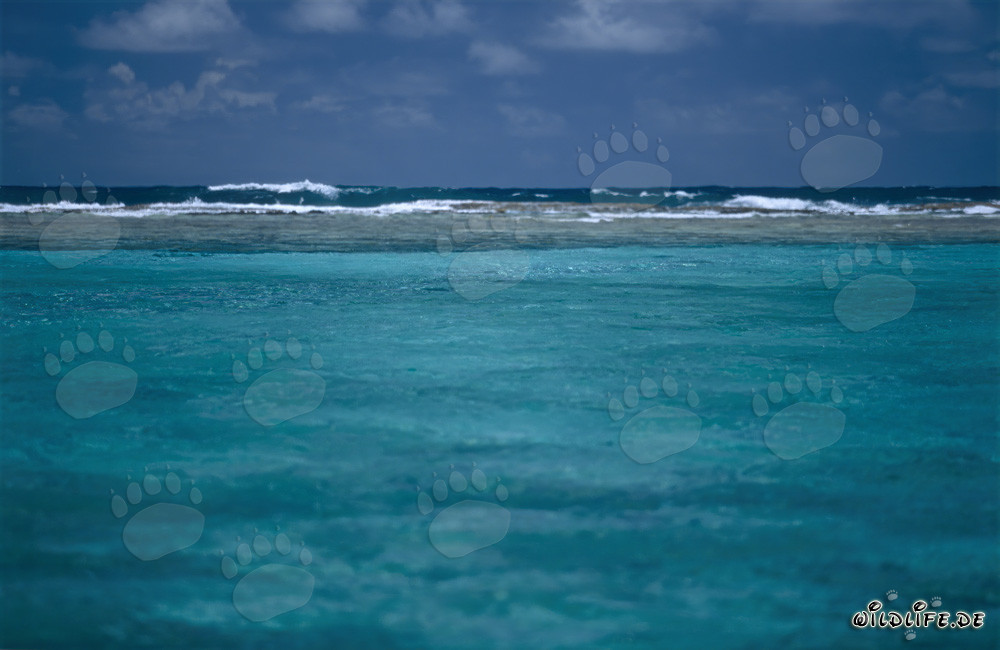 Türkisfarbene Lagune mit Blick auf das offene Meer am Midway Atoll