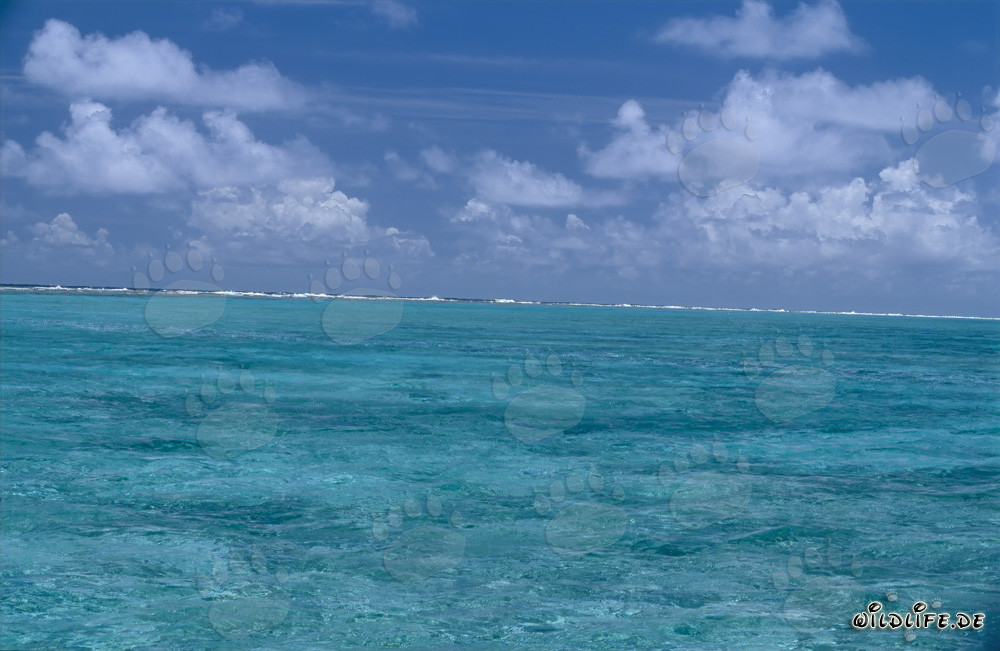 Les vagues marquent la frontière de la lagune avec l'océan ouvert