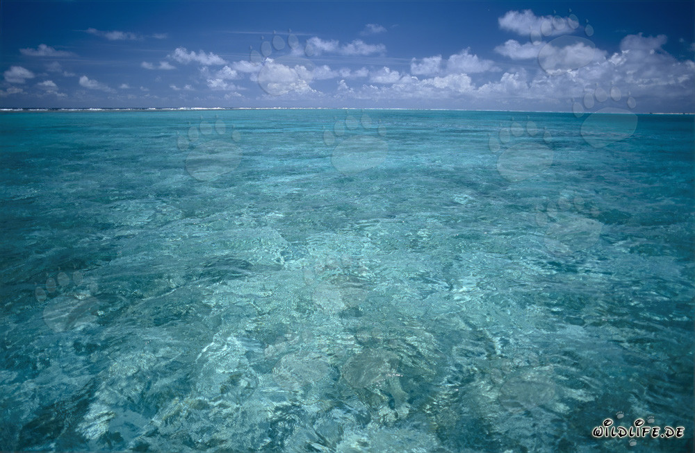 Acqua cristallina in una laguna del remoto Midway Atoll