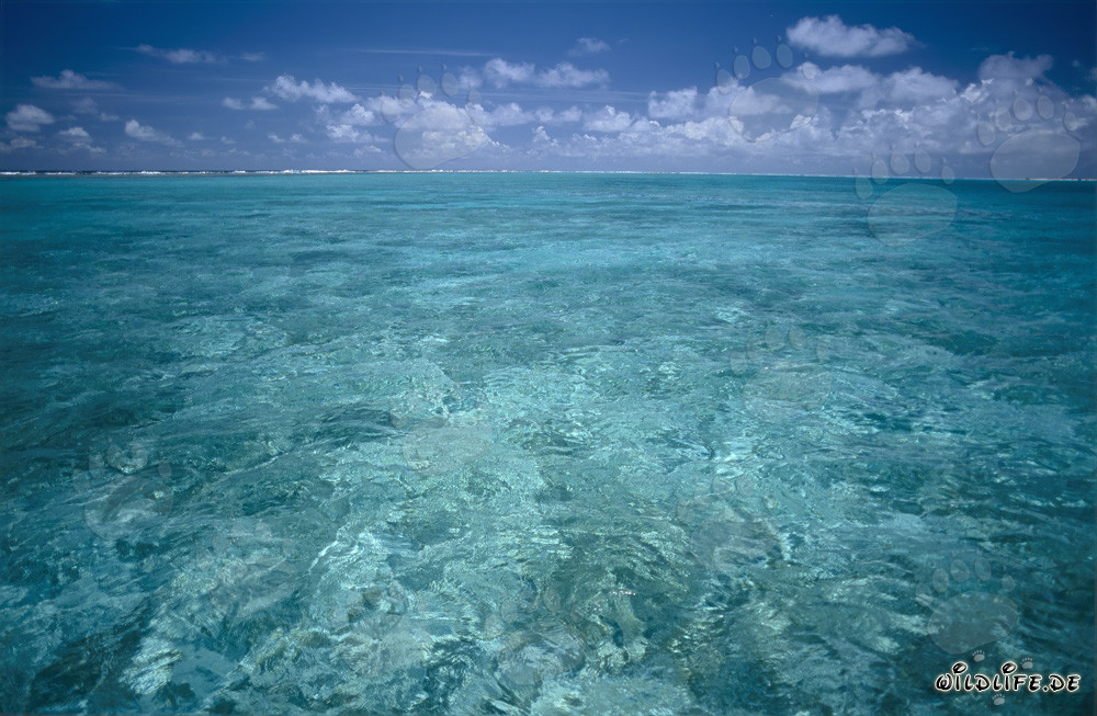 Agua cristalina en una laguna del remoto Midway Atoll