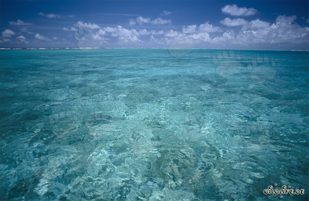 Crystal clear water in a lagoon of the remote Midway Atoll