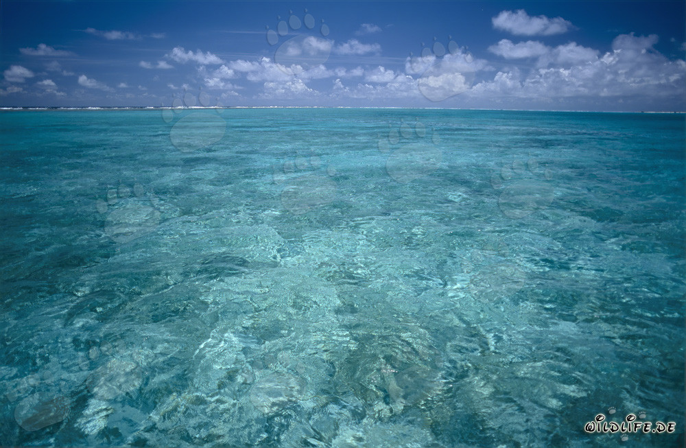 Eau cristalline dans une lagune de l'isolé Midway Atoll