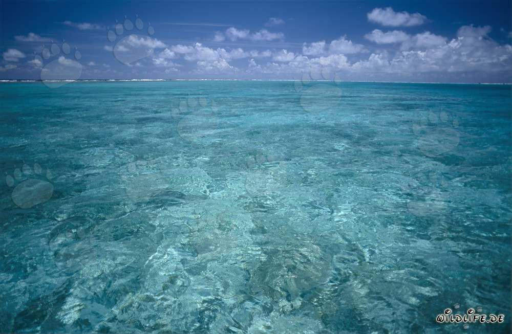 Glasklares Wasser in einer Lagune des entlegenen Midway Atolls
