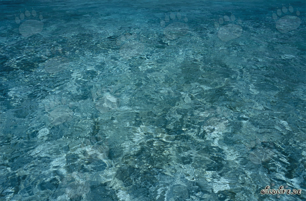 Acqua cristallina nella laguna remota di Midway Atolls