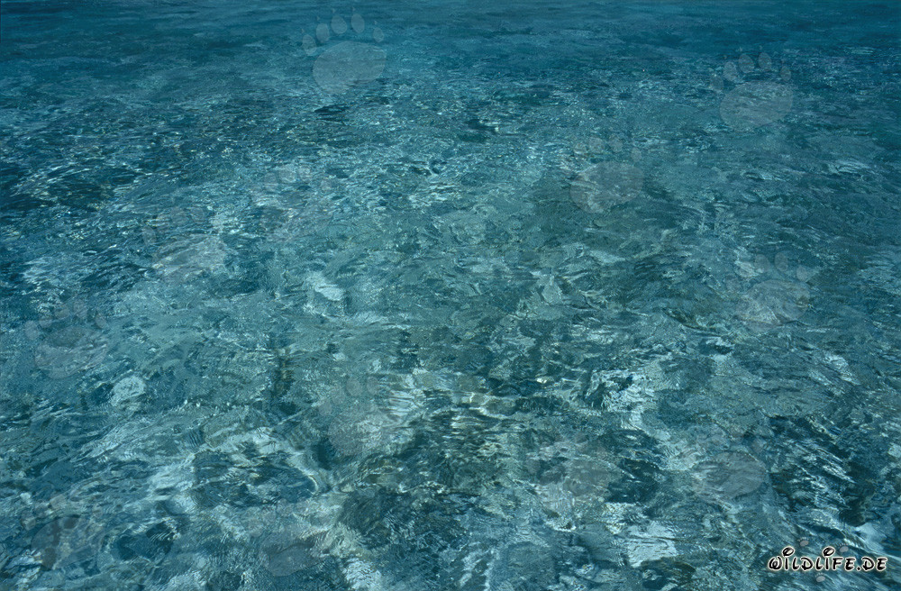 Agua cristalina en la laguna remota de Midway Atolls