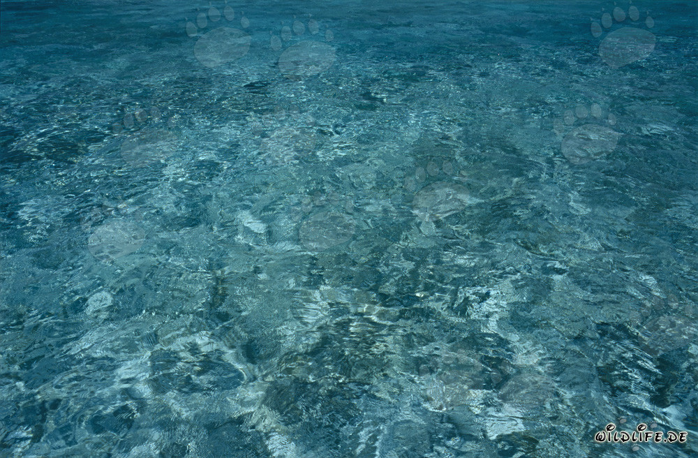 Crystal clear water in the lagoon of the remote Midway Atoll