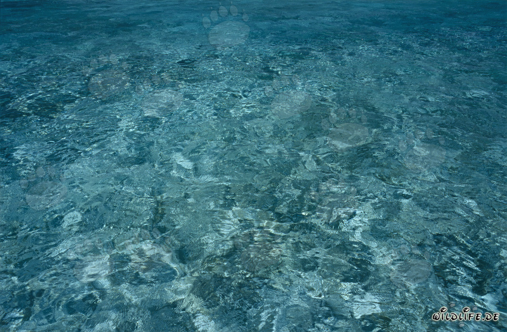 Eau cristalline dans le lagon reculé de Midway Atolls