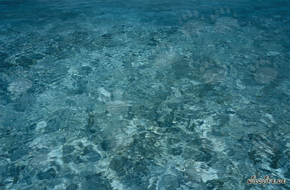 Kristallklares Wasser in der Lagune des entlegenen Midway Atolls