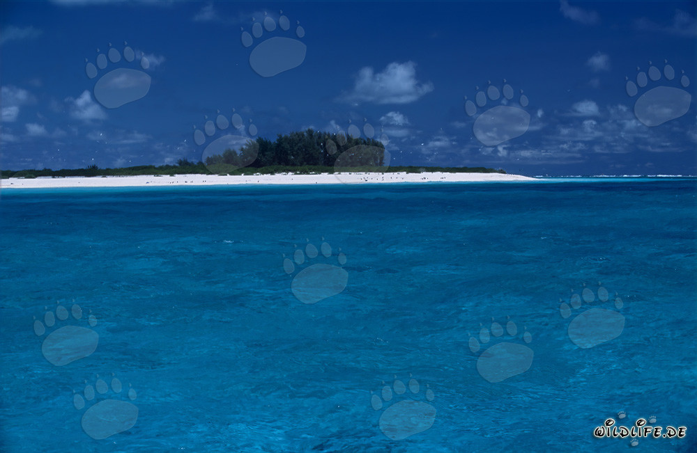 Île paradisiaque de la mer du Sud avec lagune turquoise et plage blanche