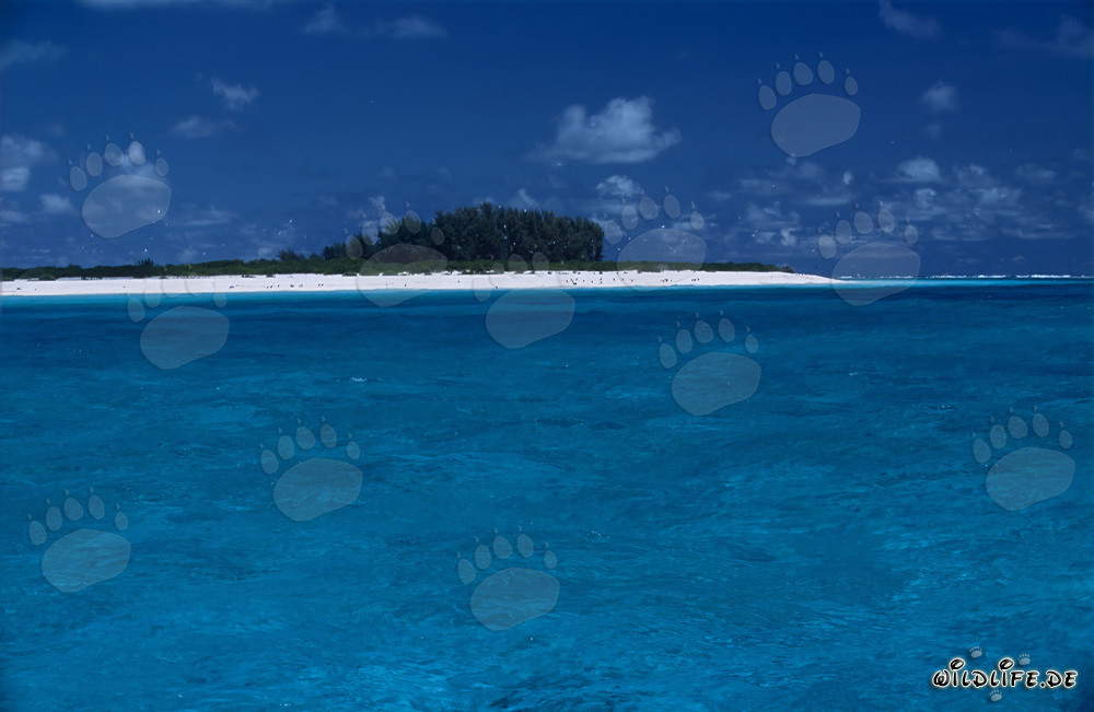 Isola paradisiaca del mare del Sud con laguna turchese e spiaggia bianca