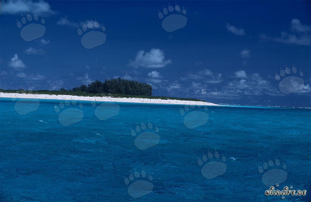 Île paradisiaque avec plage de sable blanc dans le Pacifique