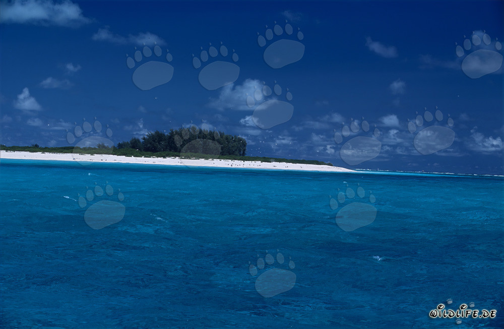 Traumhafte Insel mit schneeweißem Strand im Pazifik