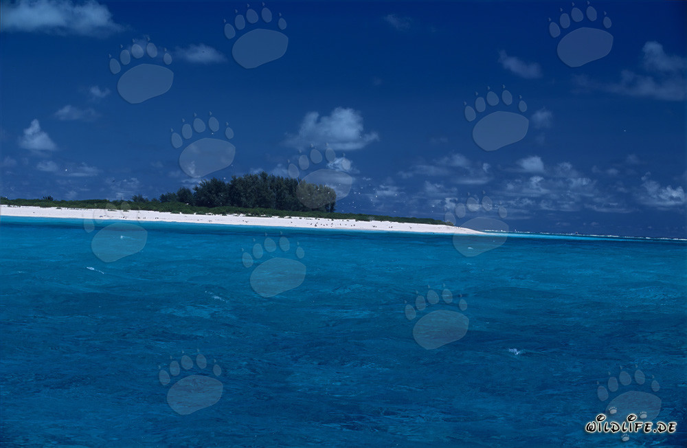 Dreamy island with snow-white beach in the Pacific