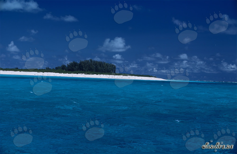 Isola da sogno con spiaggia di sabbia bianca nel Pacifico