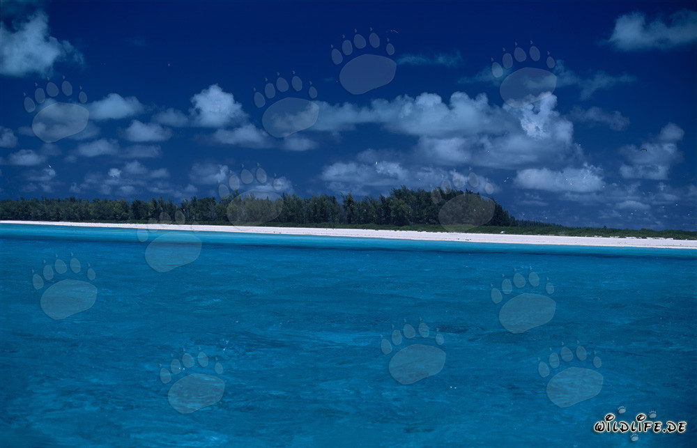 Lagon turquoise avec plage paradisiaque en Polynésie