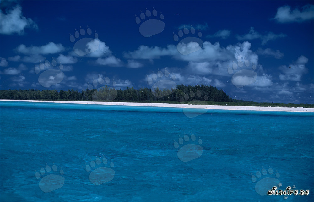 Laguna turquesa con playa paradisíaca en el Pacífico Sur