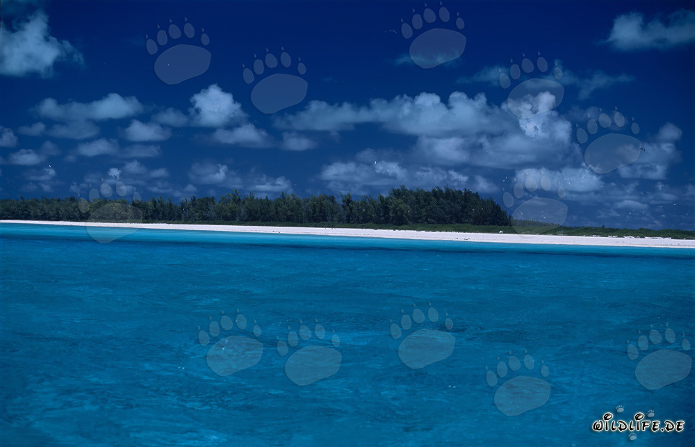 Turquoise lagoon with paradisiacal South Sea beach