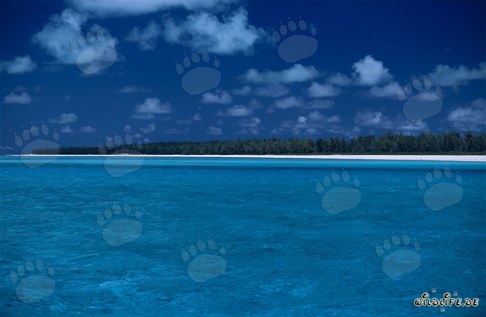 Idilio del Pacífico en Midway Atoll