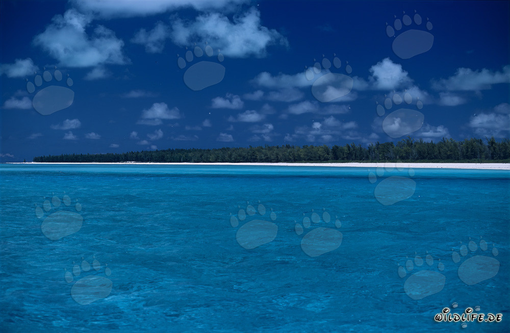 Idillio delle isole del Sud a Midway Atoll