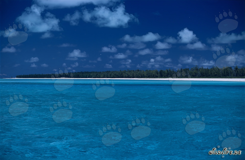 Idylle des îles du Sud à Midway Atoll
