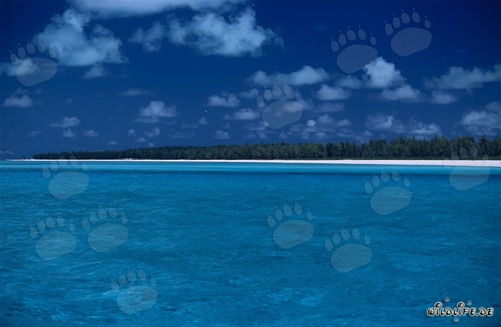 South Sea Idyll on Midway Atoll