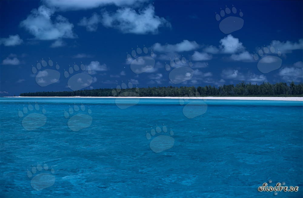Südsee-Idylle auf Midway Atoll