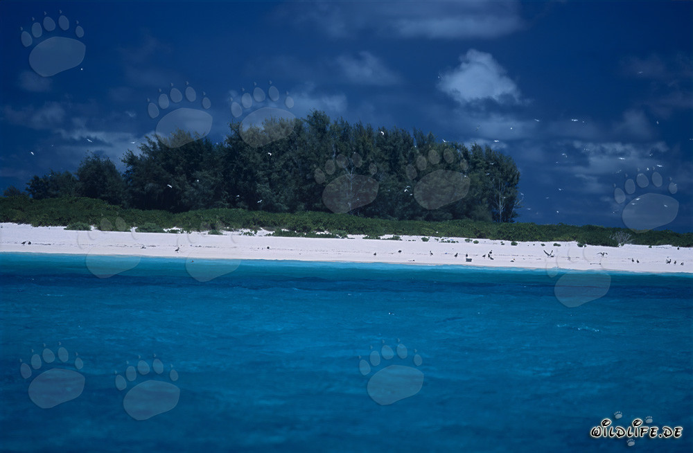 Impressioni insulari da sogno al Midway Atoll