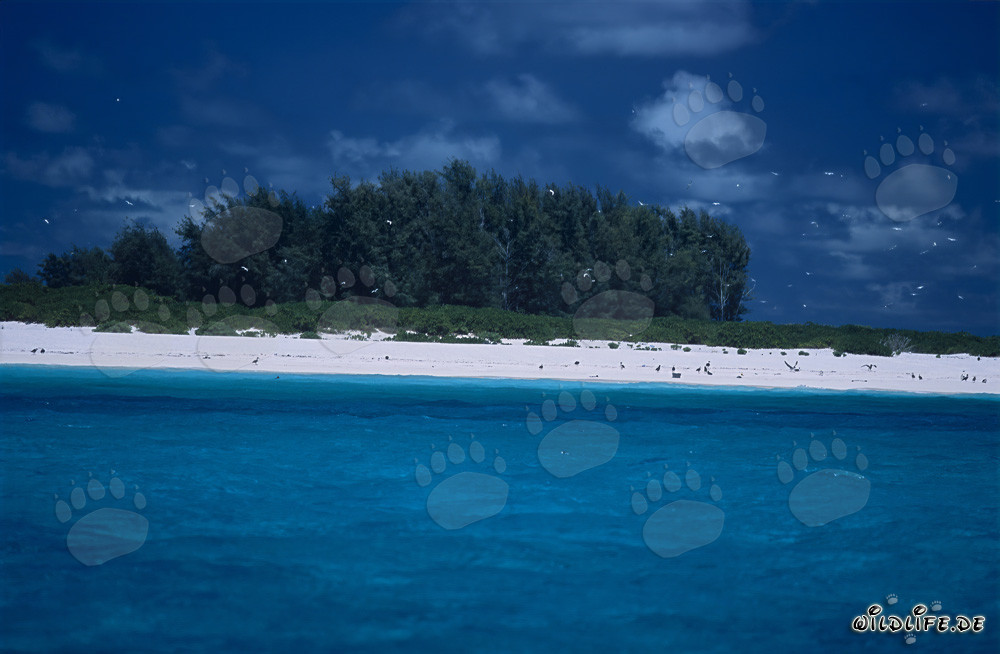 Dreamy Island Impressions in the Midway Atoll