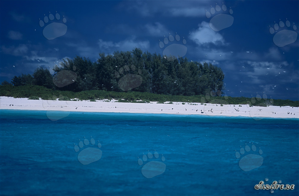 Traumhafte Inselimpressionen im Midway Atoll