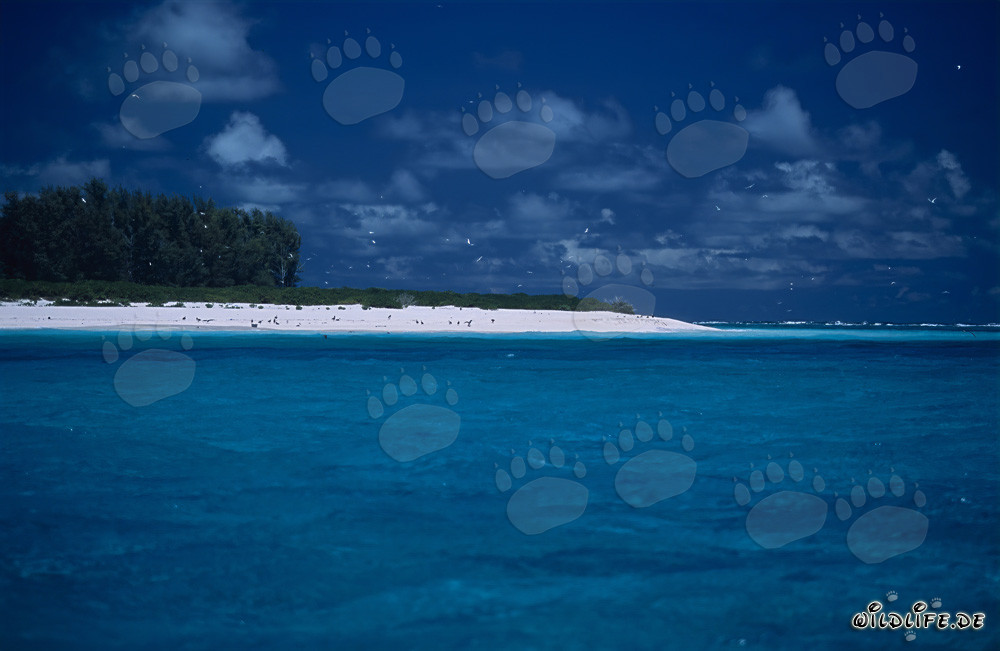 Dreamy South Seas Island - Lagoon with Turquoise Water and Green Island