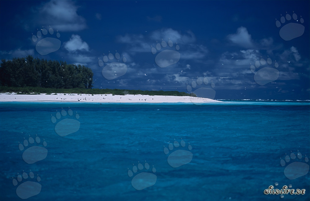 Île paradisiaque de la mer du Sud - Lagon aux eaux turquoise et île verte