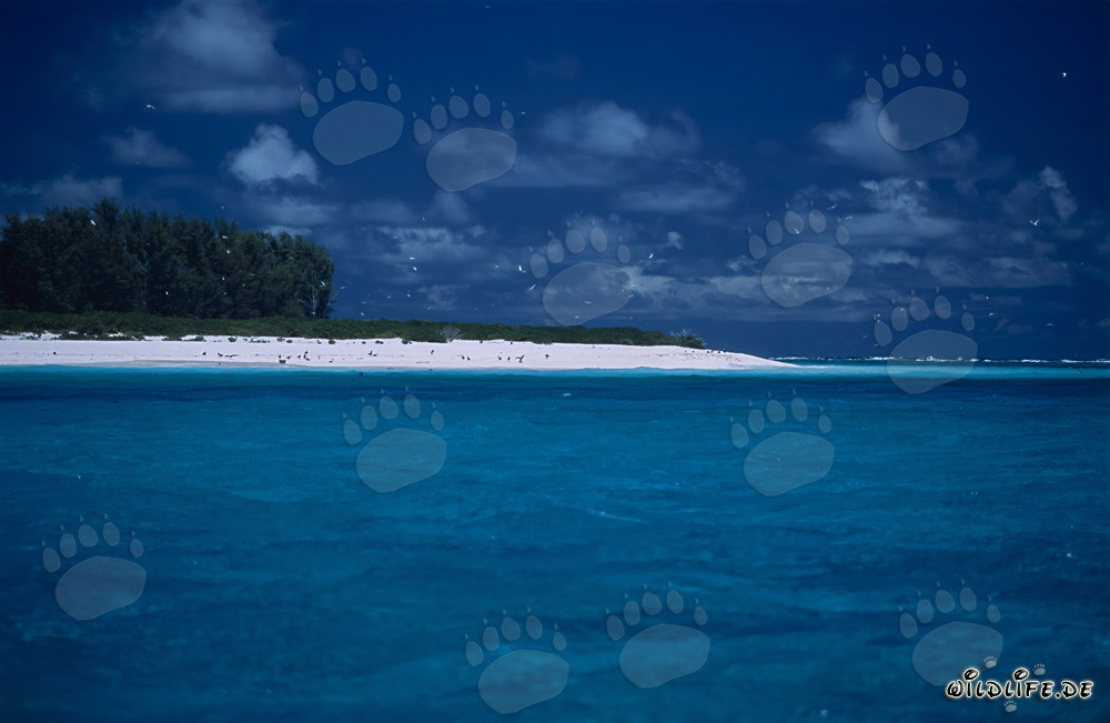 Isla soñada del Pacífico Sur - Laguna con aguas turquesas e isla verde