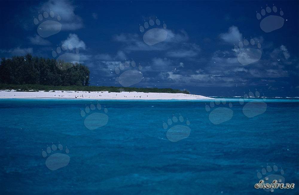 Isola da sogno del Sud Pacifico - Laguna con acqua turchese e isola verde
