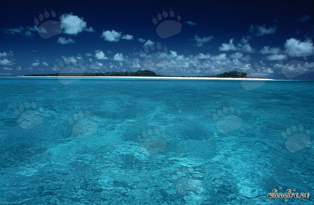 Lagon de la mer du Sud à Midway Atoll, îles hawaïennes, États-Unis