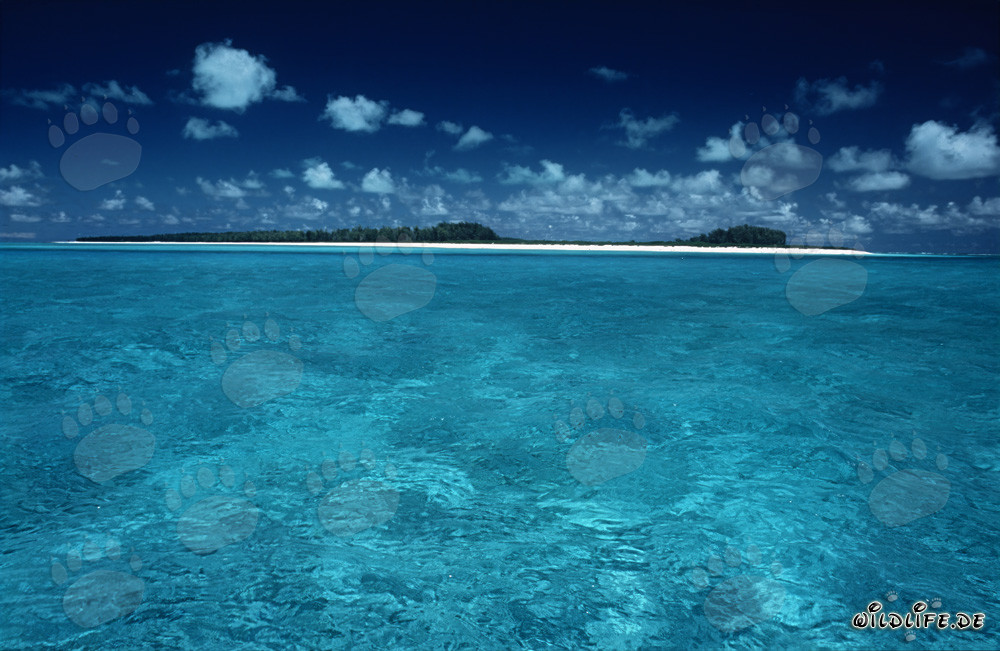 Laguna del Mar del Sud a Midway Atoll, isole hawaiane, Stati Uniti
