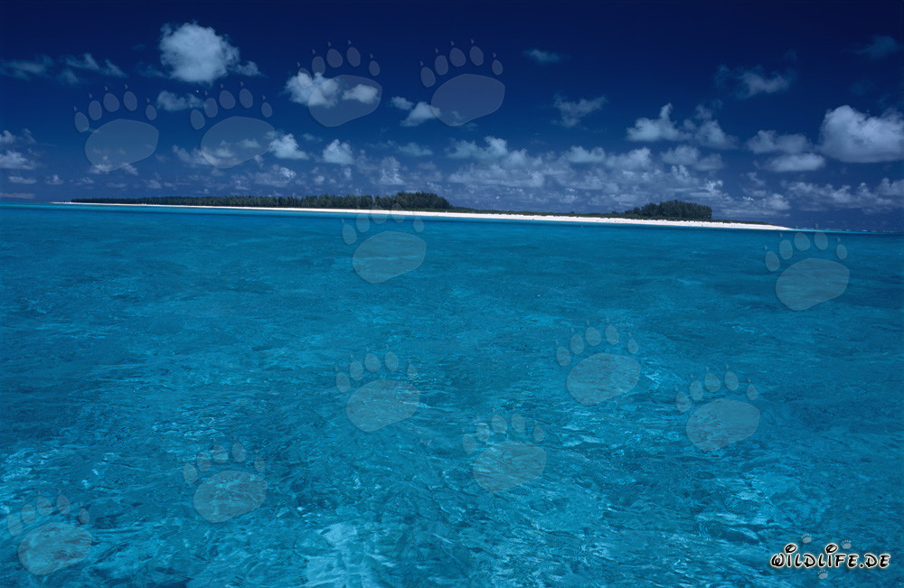 Idyllic Island in the Blue Expanse of the Pacific