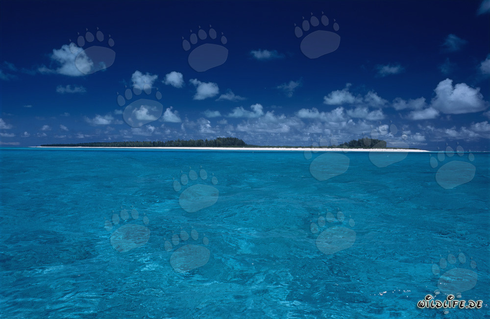 La affascinante bellezza delle piccole isole del Midway Atoll