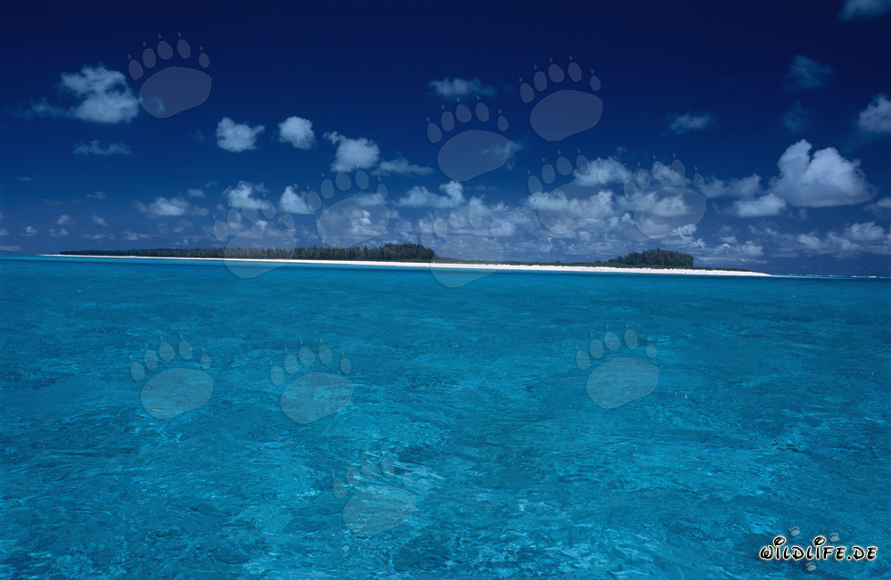 Île paradisiaque des îles du Pacifique Sud - Découvrez le paradis à Midway Atoll