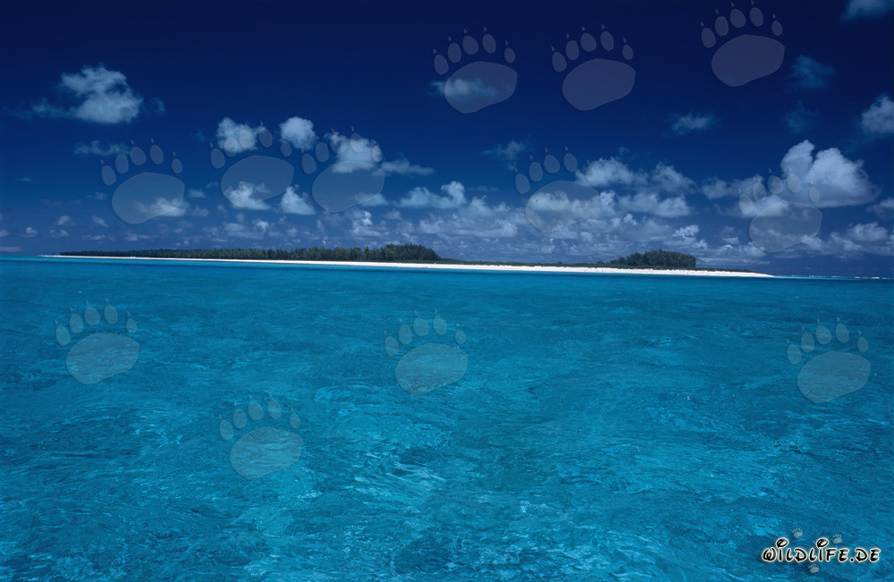 Isla de ensueño del Pacífico Sur - Descubre el paraíso en Midway Atoll