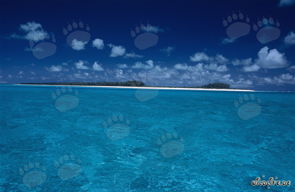 Isola da sogno del Pacifico del Sud - Scopri il paradiso a Midway Atoll